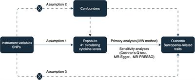 Causal roles of circulating cytokines in sarcopenia-related traits: a Mendelian randomization study